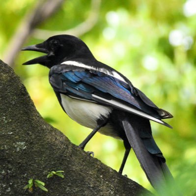 nnp_saga's profile picture. 西日本新聞佐賀総局の公式アカウントです。佐賀総局と唐津、鳥栖、伊万里の各支局から、佐賀県の情報を全力発信！／記事の閲覧は、過去記事も読み放題の「西日本新聞ｍｅアプリ」が便利です／📩saga@nishinippon-np.jp／アイコンは県鳥カチガラス／ヘッダーは川上峡のこいのぼり🎏