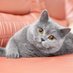 Daily Cat Memes 🐱 (@dailycatmemes2) Twitter profile photo Daily Cat Memes 🐱 (@dailycatmemes2) Twitter profile photo