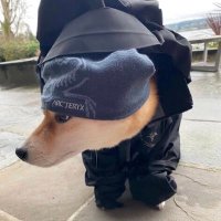 DogeMp4 (@doge_mp4) 's Twitter Profile