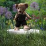 Duffy_theBear's profile picture. Have bear, will travel.