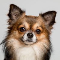 Chihuahua Community(@ChihuahuaClub2) 's Twitter Profile Photo