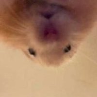 Nitrate (@qichemiao) 's Twitter Profile