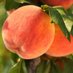 The Peach Explorer (@peach_explorer) Twitter profile photo The Peach Explorer (@peach_explorer) Twitter profile photo