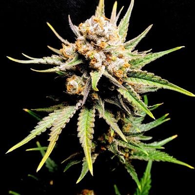 Craft Cannabis Homegrower and Awesome Dad
MedicGrow coupon code-GramsHouse