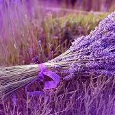 Plataforma Brihuega nace para informar de las noticias que giren en torno al municipio de #Brihuega capital de los Campos #lavanda y su Comarca.