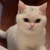 ☄️ : slow (@meteor95____) 's Twitter Profile