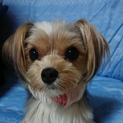 hibi92231260's profile picture. 04 tgu 歴史4G TGG