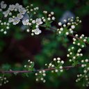 Darlene Kitchen - @DarleneKitchen4 - Twitter