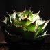 èæ¬¡é@Plants (@bizarreplantsto) Twitter profile photo èæ¬¡é@Plants (@bizarreplantsto) Twitter profile photo