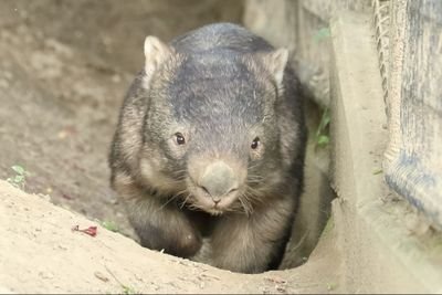 wombat_ou Profile Picture