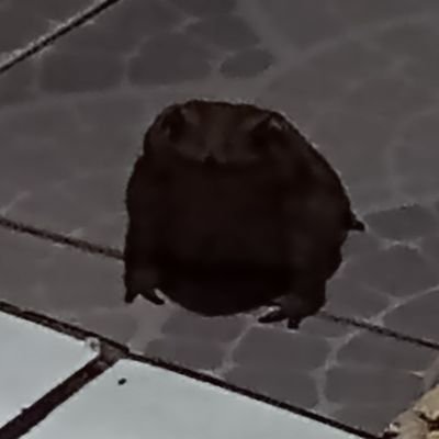 Animalliaさんのプロフィール画像