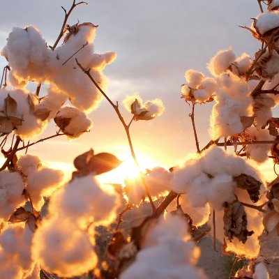 Deputy Editor at Cotton Outlook - premier trade journal for the global cotton industry.