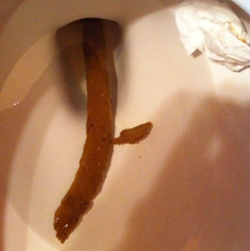 FecalDiaries's profile picture. Reporting all daily dumps right when they're baked up and deposited.