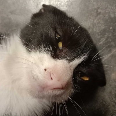 sayakucjng's profile picture. 