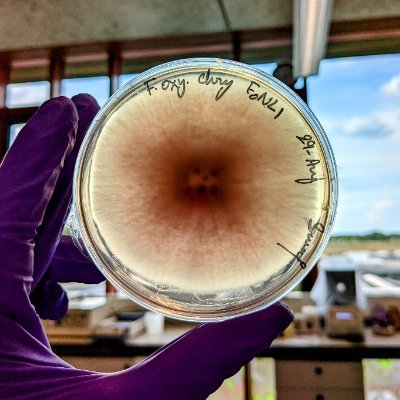 The Laboratory of Phytopathology at Wageningen University