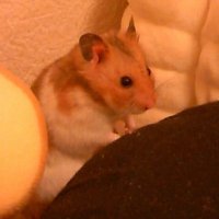 仙人教室の仙人 (@1000_ms06s) 's Twitter Profile