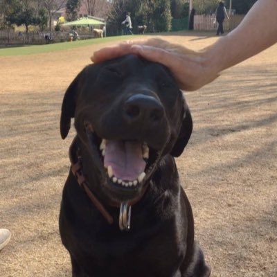 ラブラドールレトリバー×ドーベルマンミックス犬🐕🦺 甘えん坊で人間大好き💕 家族の癒し。いつまでも一緒にいたい大切な家族。