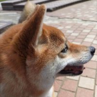 toya (@toya_uni) 's Twitter Profile
