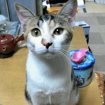 あやこ　兄妹ねこ捜索中さんのプロフィール画像