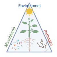 Phytopathology Lab, AUA (Greece) (@plantpath_aua) 's Twitter Profile