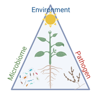 Phytopathology Lab, AUA (Greece)(@plantpath_aua) 's Twitter Profile Photo