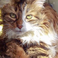 Le chaton magique💫 (@lechatonmagique) 's Twitter Profile Photo Le chaton magique💫 (@lechatonmagique) 's Twitter Profile Photo