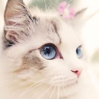 ∞reborn∞ (@lkt777rhook) 's Twitter Profile Photo