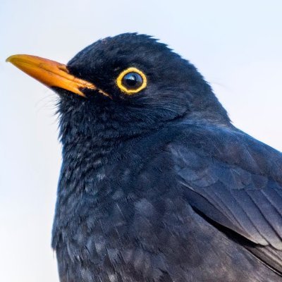 PajaroenlaRoca's profile picture. ¡Música, música, música! aquí no damos muchas explicaciones ni contamos muchas historias, escuchamos y charlamos de Música.