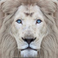 TexasPatriot (@secedefromfools) 's Twitter Profile