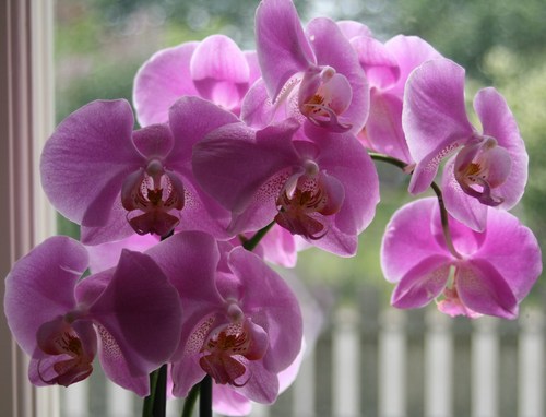 Amian9's profile picture. 