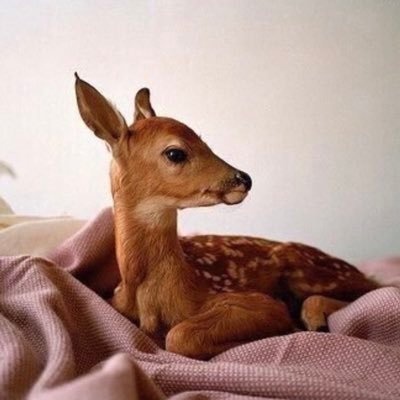 medical student كل ماتشتهي النفس من الأضداد , lentamente muore