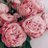 AlsagranReham's profile image