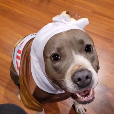 TisTerpyTuesday's profile picture. Hello. Tis' Terpy Tuesday! My fanny wiggles with happiness now that I can say hello to all my furry family out there!