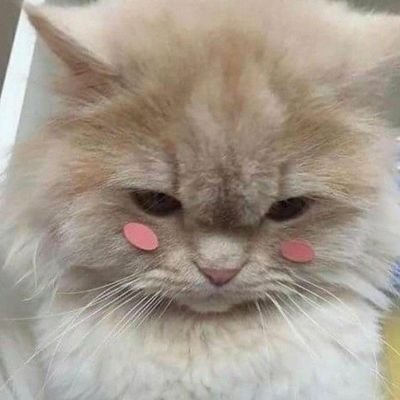 CinamonPinkNsfw's profile picture. NSFW Account! 🔞🔞🔞 MINORS DO NOT INTERACT/ NO MENORES. she/her 🇲🇽💖💛🩵

Sometimes I post 💖

FREE PALESTINE AND CONGO 🇵🇸 🇨🇩

FCK AI 🚫🚫