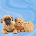 Duncan (@dogcatbunny01) Twitter profile photo Duncan (@dogcatbunny01) Twitter profile photo