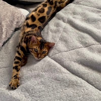 lessac0sta's profile picture. 