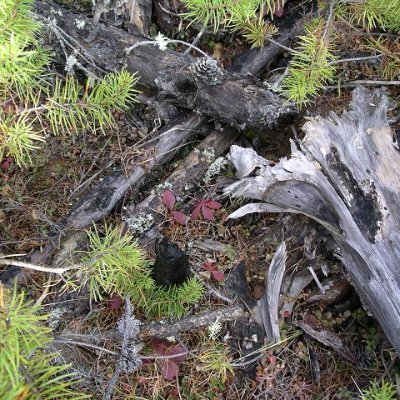 Canadian Forest Service, Carbon Accounting Team (CFS-CAT)/Le Groupe de travail chargé de la comptabilisation du carbone du Service canadien des forêts (GCC-SCF)