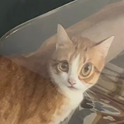 coelophysoidea's profile picture. ｡ﾟ•┈୨♡୧┈• ｡ﾟ