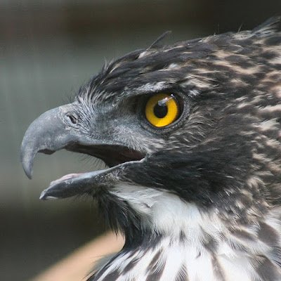 SpizaetusN's profile picture. 