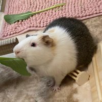 モルテッシモ (@_mortissimo) 's Twitter Profile