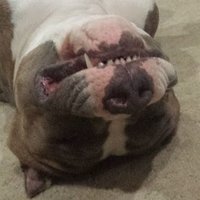 sleepydog.eth (@sleepydog_eth) 's Twitter Profile Photo sleepydog.eth (@sleepydog_eth) 's Twitter Profile Photo