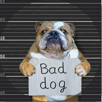 M. Harley J. Roth Bulldogge (@harleybulldogge) 's Twitter Profile Photo M. Harley J. Roth Bulldogge (@harleybulldogge) 's Twitter Profile Photo
