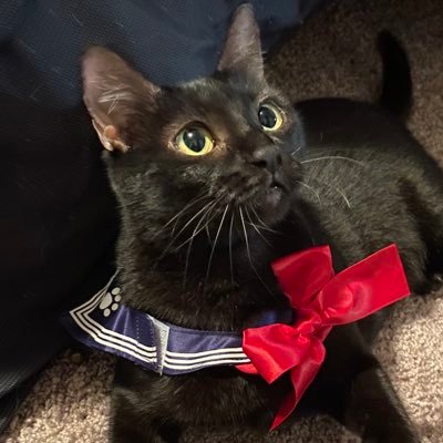 RikiKikiTaco's profile picture. nüü nüümÜ Big Sandy Rancheria enrolled, research librarian, writer, often sleepy | she/her https://t.co/JsHttLVYzL