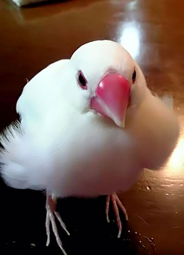 plustwo0824's profile picture. 甲子園口とビリヤードと阪神タイガースとジブリとミスチルめっちゃ好き