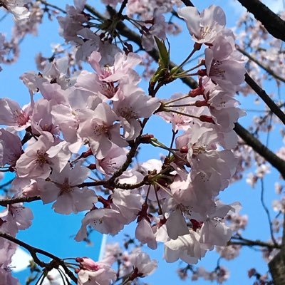 piyo82192166's profile picture. 🐰