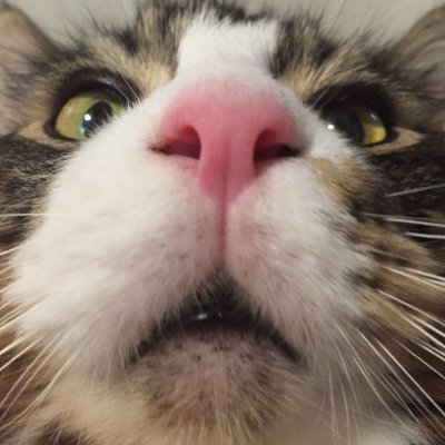 petfood_vet Profile Picture