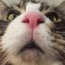 ๅ็ฐๆดๅฟ๏ผ ็ฃๅปๅธซใฎใใใใใผใ่ฌๅบง (@petfood_vet) Twitter profile photo ๅ็ฐๆดๅฟ๏ผ ็ฃๅปๅธซใฎใใใใใผใ่ฌๅบง (@petfood_vet) Twitter profile photo