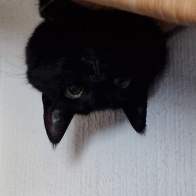 Shoguさんのプロフィール画像