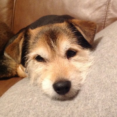 Sarah87678323's profile picture. 