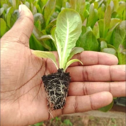 Farm to have a rich life🥬🥒🥦, a vegetable on your plate🥗will surely do you well. Place your Vegetable/Seedlings order now🤝 Consultacy|| Training available.